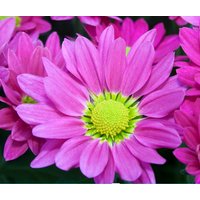 Aster Farbmix - 30 Samen Blumensamen von CarnivalSeedsUSA