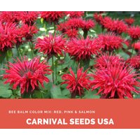 Bienenbalsamen Farbmix Rot, Rosa & Lachs - 20 Samen Blumensamen von CarnivalSeedsUSA