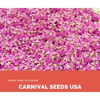 Dunkelrosa Alyssum - 150 Samen Blumensamen von CarnivalSeedsUSA