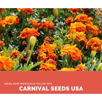 Heirloom Ringelblumen-Farbmischung - 20 Samen Blumensamen von CarnivalSeedsUSA