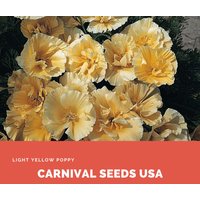 Hellgelbe Mohnblume - 30 Samen Blumensamen von CarnivalSeedsUSA
