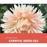 Hellrosa Aster - 20 Samen Blumensamen von CarnivalSeedsUSA