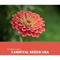 Lachszinnia - 30 Samen Blumensamen von CarnivalSeedsUSA