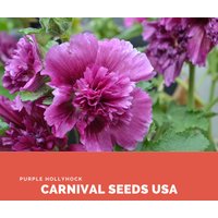 Lila Hollyhock - 20 Samen Blumensamen von CarnivalSeedsUSA