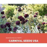 Maroon/Black Poppy - 20 Samen Blumensamen von CarnivalSeedsUSA