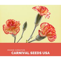 Orange Nelke - 30 Samen Blumensamen von CarnivalSeedsUSA