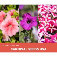 Petunia Farbmix - 25 Samen Blumensamen von CarnivalSeedsUSA