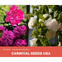 Petunia - Farbmix Double 25 Samen Blumensamen von CarnivalSeedsUSA