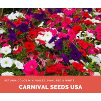 Petunia Farbmix Violett, Rosa, Rot & Weiß - 30 Samen Blumensamen von CarnivalSeedsUSA
