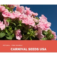 Petunia - Pink Double 15 Samen Blumensamen von CarnivalSeedsUSA