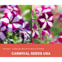 Petunia - Purplish Red Mit Weißen Streifen 30 Samen Blumensamen von CarnivalSeedsUSA