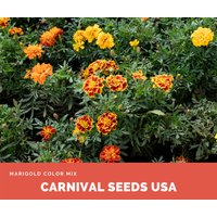 Ringelblumen Farbmix - 40 Samen Blumensamen von CarnivalSeedsUSA