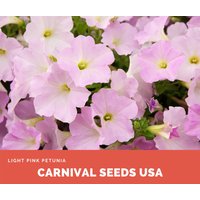 Rosa Petunien - 15 Samen Blumensamen von CarnivalSeedsUSA