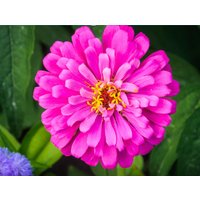 Rosa Zinnia - 30 Samen Blumensamen von CarnivalSeedsUSA