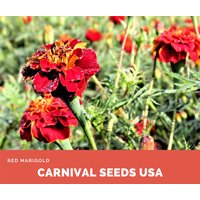 Rote Ringelblume - 30 Samen Blumensamen von CarnivalSeedsUSA