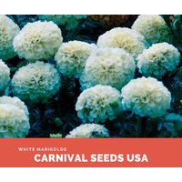 Weiße Ringelblumen - Samen 30 Blumensamen von CarnivalSeedsUSA