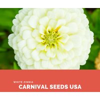 Weiße Zinnia - 30 Samen Blumensamen von CarnivalSeedsUSA