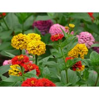 Zinnia Samen Lilliput Mix | 50 Samen Blumensamen - Wunderschöner Farbmix von CarnivalSeedsUSA