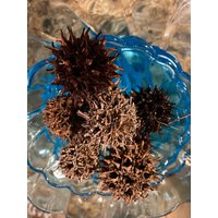 Sweet Gum Seed Pods Ball 30Count Freshly Dropped Organic 2022 Herbst Dekor Basteln Floral Sweet Gum Seed Pods Ball 30Count Freshly Dropped Organic 2022 Herbst Dekor Basteln Floral von CarolinaMtnCompany