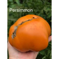 Persimmon Tomate Samen von CarolinasParadise