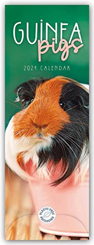 Guniea Pigs – Meerschweinchen 2024 – Slimline-Kalender: Original Carousel Calendar [Mehrsprachig] [Kalender] von Carousel Calendars