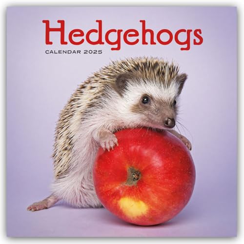 Hedgehogs – Igel 2025 – Wand-Kalender: Original Carousel-Kalender [Mehrsprachig] [Kalender] (Wall-Kalender) von Carousel Calendars