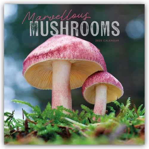 Mushrooms – Pilze 2025 – Wand-Kalender: Original Carousel-Kalender [Mehrsprachig] [Kalender] (Wall-Kalender) von Carousel Calendars