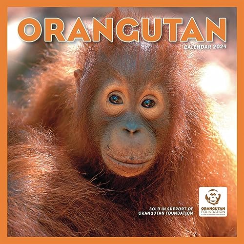 Orangutan – Orang-Utan 2024: Original Carousel-Kalender [Mehrsprachig] [Kalender] (Wall-Kalender) von Carousel Calendars