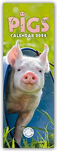Pigs – Ferkel – Schweinchen 2024 – Slimline-Kalender: Original Carousel Calendar [Mehrsprachig] [Kalender] von Carousel Calendars