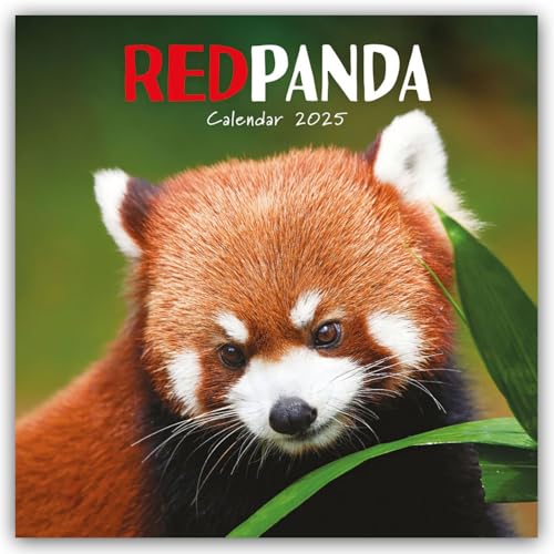 Red Panda – Rote Pandas – Rote Pandabären 2025 – Wand-Kalender: Original Carousel-Kalender [Mehrsprachig] [Kalender] (Wall-Kalender) von Carousel Calendars