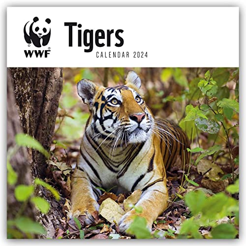 WWF Tigers – Tiger 2024: Original Carousel-Kalender [Mehrsprachig] [Kalender] (Wall-Kalender) von Carousel Calendars