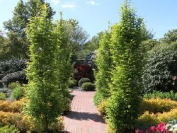 Säulen-Hainbuche, 50-80 cm, Carpinus betulus 'Frans Fontaine', Topfware von Carpinus betulus 'Frans Fontaine'