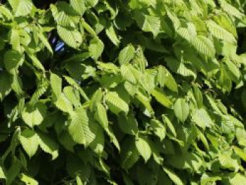 Hainbuche 'Lucas', 80-120 cm, Carpinus betulus 'Lucas', Topfware von Carpinus betulus 'Lucas'