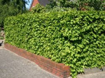Hainbuche / Weißbuche, 60-80 cm, Carpinus betulus, Wurzelware Hainbuche / Weißbuche, 60-80 cm, Carpinus betulus, Wurzelware von Carpinus betulus
