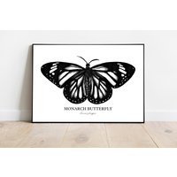 Monarchfalter Radierung - Hochwertiger Kunstdruck Von Carson Robertson Original Kunst, Geschenk, Wand-Dekor, Wand Kunst Schmetterling Zeichnung von CarsonRobertsonArt