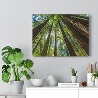 Muir Woods Leinwand/Poster Print, San Francisco, Wohneinrichtung, Landschaft Wandkunst, Wohnzimmer, Geschenk von CarsonZyliczPhoto