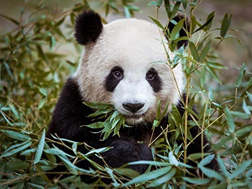 Carstens art 3D Poster Exotische Wildtiere (Panda) von Carstens art