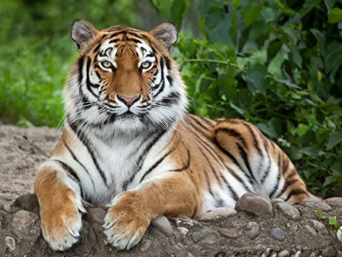 Carstens art 3D Poster Exotische Wildtiere (Tiger liegend) von Carstens art