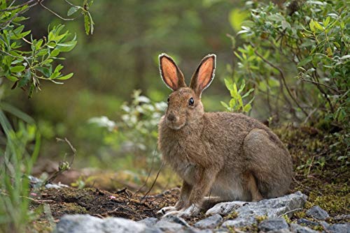 Carstens art 3D Poster Heimische Wildtiere (Fuchs, REH, viele mehr) (Hase) von Carstens art