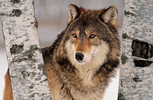 Carstens art 3D Poster Heimische Wildtiere (Fuchs, REH, viele mehr) (Wolf Wald) von Carstens art
