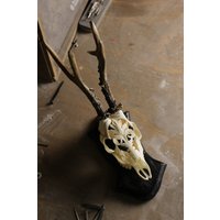 Echter Handgeschnitzter Schädel von Carvedskullart