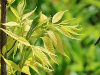 Pekannuss 'Pawnee', 60-80 cm, Carya illinoinensis 'Pawnee', Containerware Pekannuss 'Pawnee', 60-80 cm, Carya illinoinensis 'Pawnee', Containerware von Carya illinoinensis 'Pawnee'