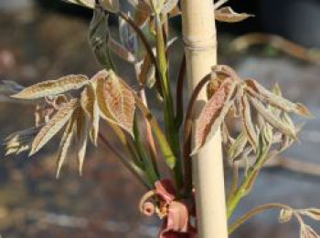 Königsnuss, 30-40 cm, Carya laciniosa, Containerware von Carya laciniosa