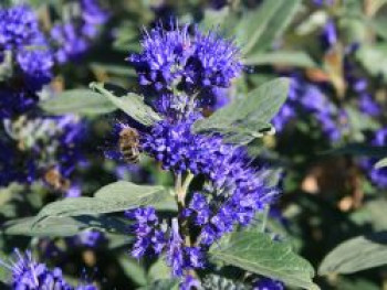 Bartblume 'Grand Bleu' ®, 40-60 cm, Caryopteris x clandonensis 'Grand Bleu' ®, Containerware von Caryopteris x clandonensis 'Grand Bleu' ®