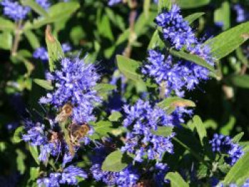 Bartblume 'Kew Blue', 40-60 cm, Caryopteris x clandonensis 'Kew Blue', Containerware von Caryopteris x clandonensis 'Kew Blue'