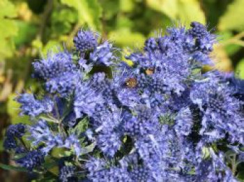 Bartblume 'Blue Balloon' ®, 40-60 cm, Caryopteris x clandonensis 'Blue Balloon' ®, Containerware von Caryopteris x clandonensis 'Blue Balloon' ®