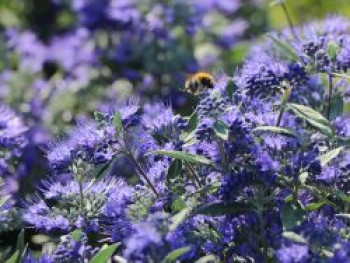 Bartblume 'Heavenly Blue', 20-30 cm, Caryopteris x clandonensis 'Heavenly Blue', Containerware von Caryopteris x clandonensis 'Heavenly Blue'