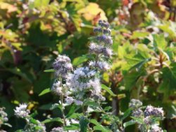 Bartblume 'Stephi', 40-60 cm, Caryopteris x clandonensis 'Stephi', Containerware Bartblume 'Stephi', 40-60 cm, Caryopteris x clandonensis 'Stephi', Containerware von Caryopteris x clandonensis 'Stephi'
