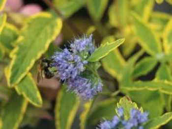Bartblume 'Summer Sorbet', 10-20 cm, Caryopteris x clandonensis 'Summer Sorbet', Topfware von Caryopteris x clandonensis 'Summer Sorbet'