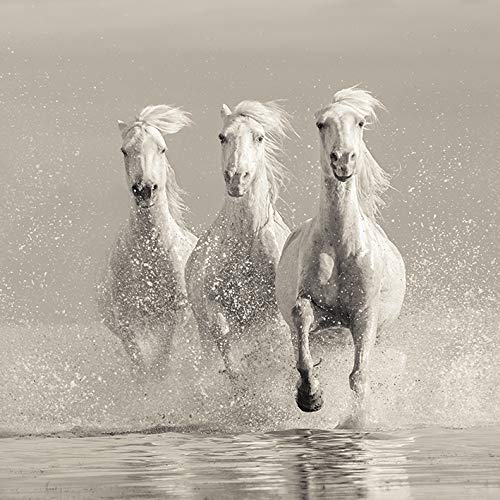 Carys Jones Three White Horses 40 x 40cm Canvas Print Leinwanddruck, Mehrfarbig, 40 x 40 cm von Carys Jones